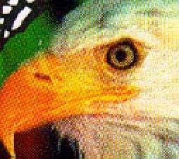 scharf gescannte gerasterte Vorlage (15 kB)